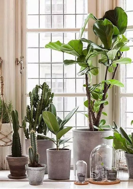 混凝土 绿植室内设计黄金搭配 5张网红花园效果图